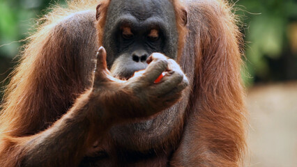 Orangutan,A male Sumatran Orangutan. Sumatran Orangutans are critically endangered in the wild due...