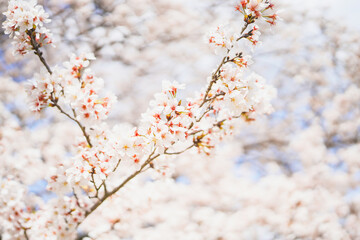 満開の桜