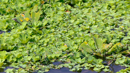 Obraz na płótnie Canvas Pistia Stratiotes, or water lettuce, floats gracefully on water surfaces, providing habitat and enhancing aquatic ecosystems.