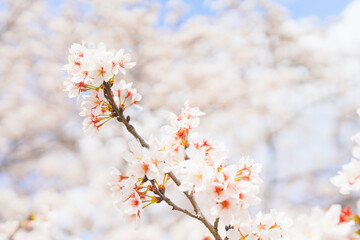 Obraz premium 満開の桜