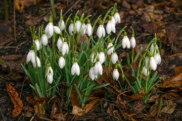 Beautiful white snowdrops, first spring flowers. - 749842016