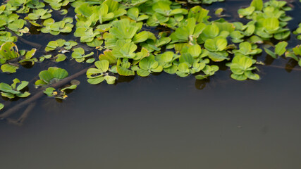 Pistia Stratiotes, or water lettuce, floats gracefully on water surfaces, providing habitat and...