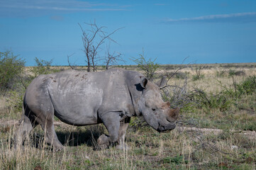 White rhinoceros in Etosha - obrazy, fototapety, plakaty