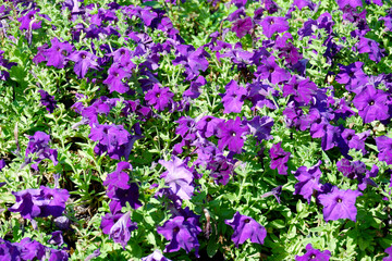 Obraz premium purple flower tree purple flower.