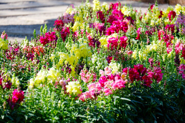 Fresh flower plants, pink and yellow flowers.
