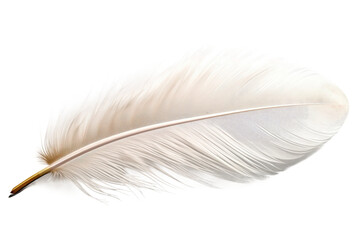 White Feather. A single white feather rests on a plain white background. The feather is delicate and light, with intricate details visible up close. on White or PNG Transparent Background.