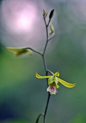 Eulophia epidendraea is a ground orchid that grows in the wet zone of Sri Lanka, but usually on rocky ledges with very little sandy growing media which is well draining. 