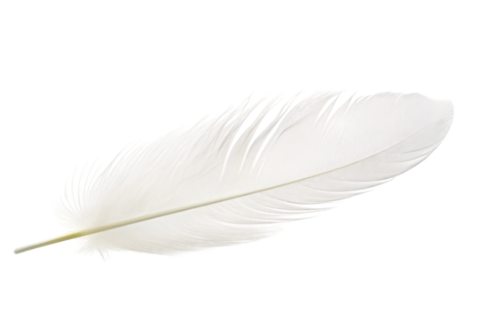 White Feather Resting. A single white feather lies delicately on a plain white background, creating a stark contrast and drawing attention to its elegant and simple beauty.