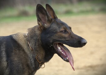 German Shepherd in a park during a walk