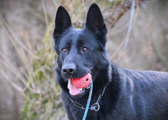 German Shepherd in a park during a walk