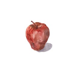 Apple, autumn harvest, watercolor red apple , isolated illustration on a white background