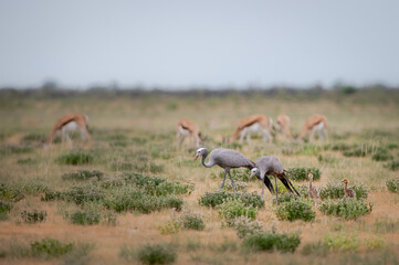 Blue cranes with chicks