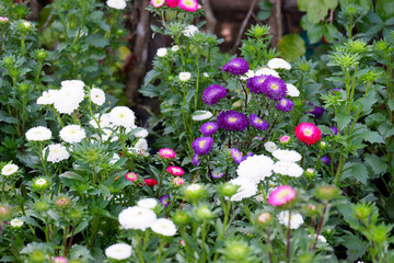 White and purple chrysanthemum plants or white flowers.