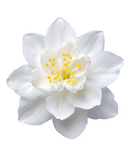 Fototapeta na wymiar Illustration of beautiful flower jasmine 