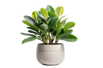Potted Plant With Green Leaves. A potted plant featuring lush green leaves is placed against a clean white background, creating a striking contrast. on White or PNG Transparent Background.