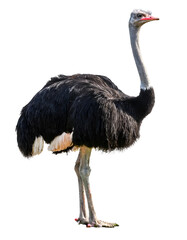 Illustration of beautiful ostrich