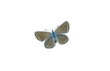 White butterfly on white background