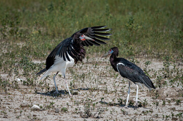 Abdim's stork sunbathing