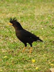 White-vented myna, Walking and looking for food on the grass in the park.
