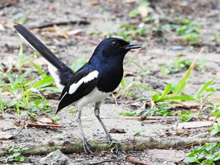 Oriental magpie robin, Foraging in the park