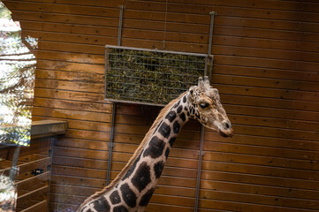 giraffe in zoo