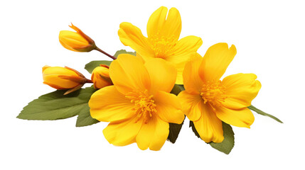Fototapeta premium A Bunch of Yellow Flowers. A cluster of bright yellow flower with delicate petals arranged neatly against a clean white background. on White or PNG Transparent Background.