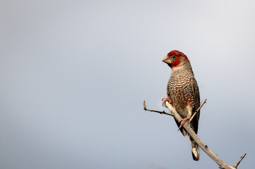 Red-headed finch
