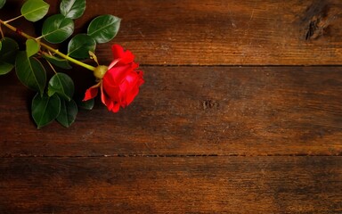 Naklejka na ściany i meble one red beautiful blooming rose on a dark wooden table
