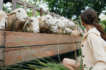 A woman is petting a flock of sheep on a wooden fence in front of her
