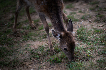 deer in the forest