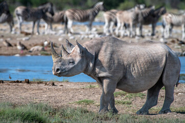 Black rhinoceros in EtoshaBlack rhinoceros in Etosha