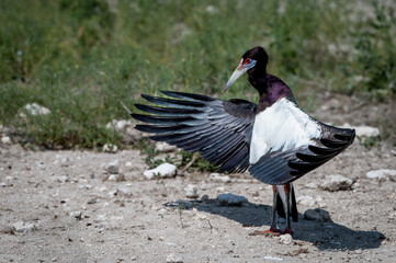 Abdim's stork sunbathing