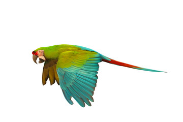 Colorful flying Military Macaw parrot isolated on transparent background png file	