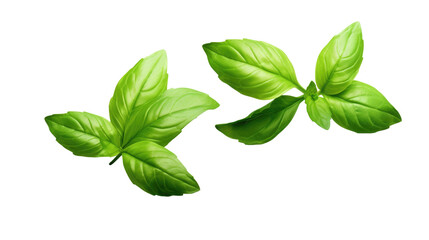 Three Green Leaves. Three vibrant green leaves are displayed against a clean white backdrop. The leaves are varied in shape and size, with distinct veins and serrated edges.