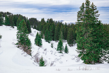 mountain forest landscape in winter. mountain covered in snow with fir trees. mountain and fir tree landscape in winter. alpine landscape in winter
