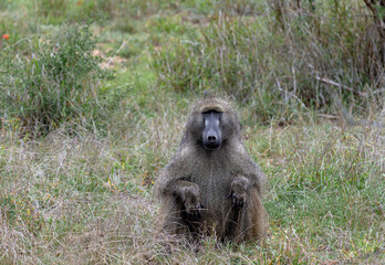 Safari in savannah. Chacma baboon in Kruger National Park, South Africa. One monkey sits in grass and looks at camera. Animals natural habitat, wildlife, wild nature background