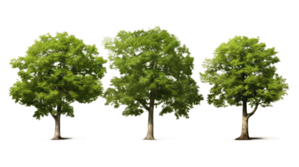 Group of Four Trees With Green Leave. A group of four tall trees with lush green leave standing together in a natural outdoor setting. The leave sway gently in the breeze adding movement to the scene.