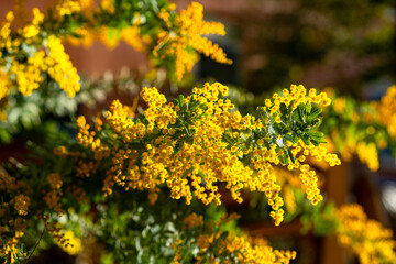 夕日で照らされ光り輝くミモザ