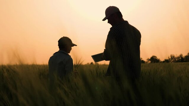 agriculture father farmer with little boy son working wheat field, child kid baby son boy helping father field sunset, silhouette boy father sunset wheat field, family business, happy family, deal
