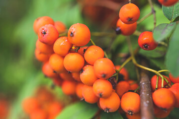 Juicy and ripe bright orange rowan fruits after the rain. Warm early autumn morning. Rowan fruits...