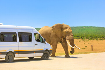 Addo, South Africa: Tourist woman photograph an African Elephant from a tour bus in Addo Elephant Park in South Africa. Elephant walks in front of a pickup truck on a safari in Africa.
