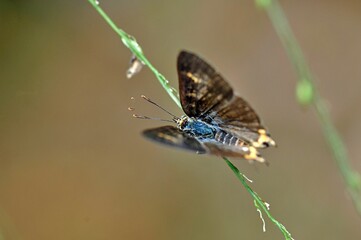 Fototapeta na wymiar Licanidae butterfly in Sri Lanka perching on a grass flower stalk. 