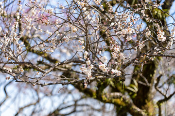 Plum blossoms blooming in the Hundred Herb Garden_14