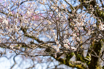 Plum blossoms blooming in the Hundred Herb Garden_13