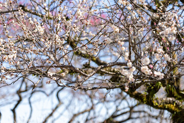 Plum blossoms blooming in the Hundred Herb Garden_12