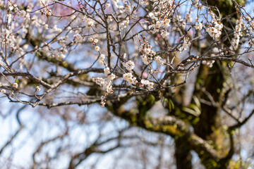 Plum blossoms blooming in the Hundred Herb Garden_08