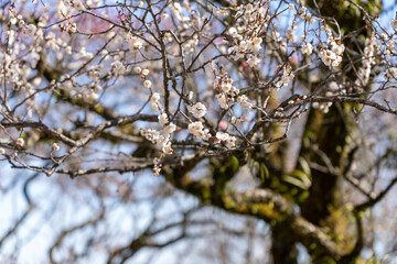 Plum blossoms blooming in the Hundred Herb Garden_06