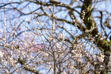 Plum blossoms blooming in the Hundred Herb Garden_07