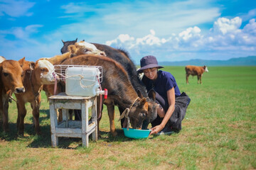 モンゴルの牛と日本人女性 - obrazy, fototapety, plakaty