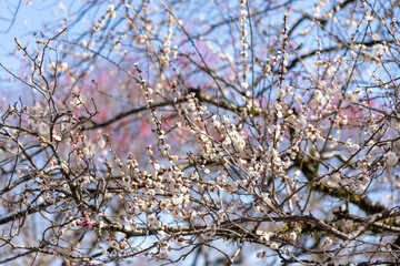 Plum blossoms blooming in the Hundred Herb Garden_03